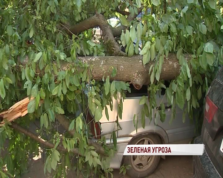 Видео: Огромное дерево рухнуло во дворе жилого дома