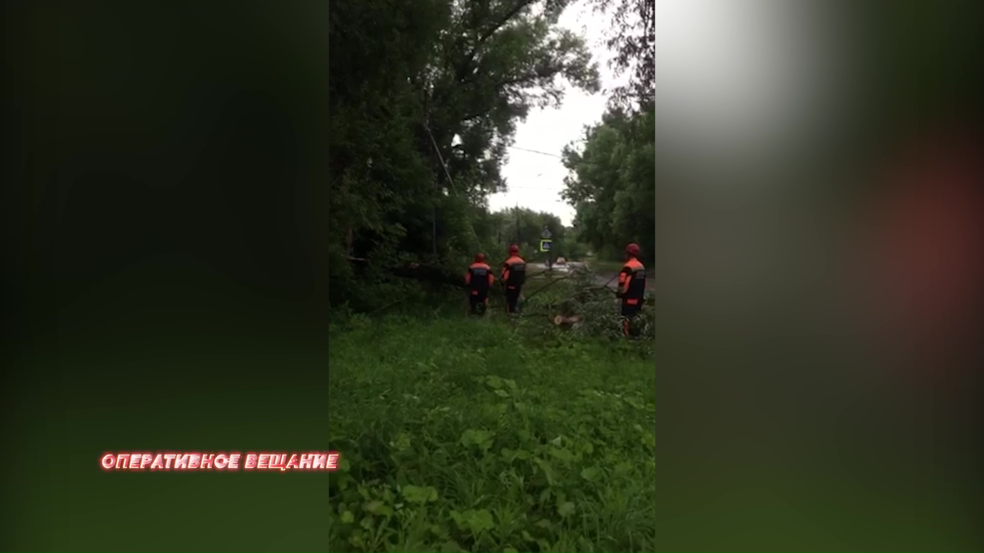 В Ярославле рухнувший клен повалил электрический столб