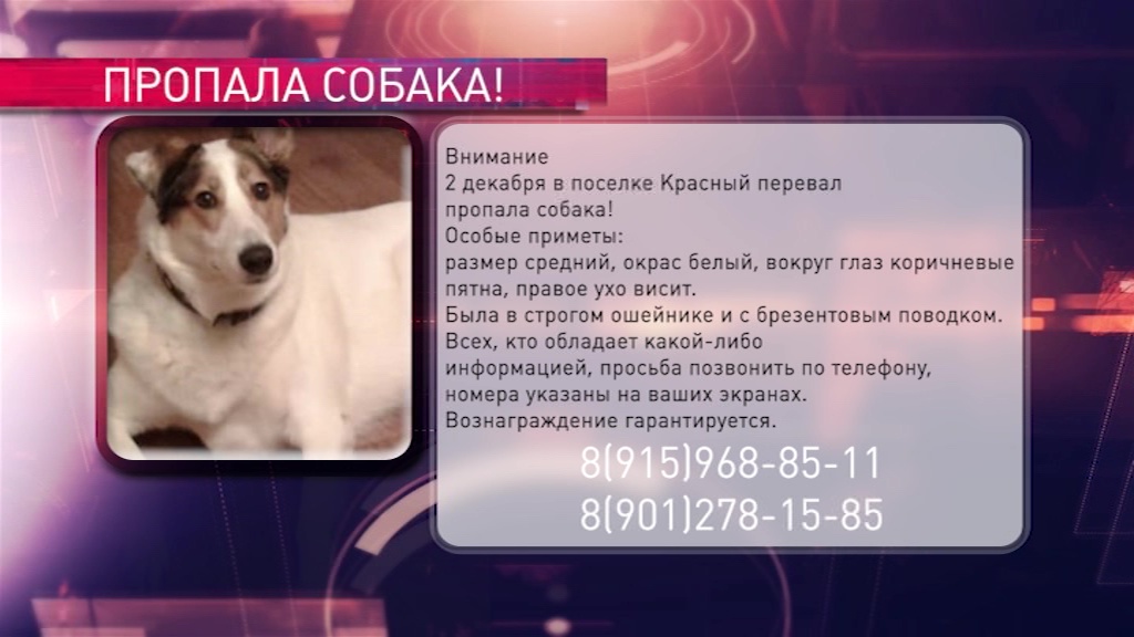 В поселке Красный Перевал пропала собака