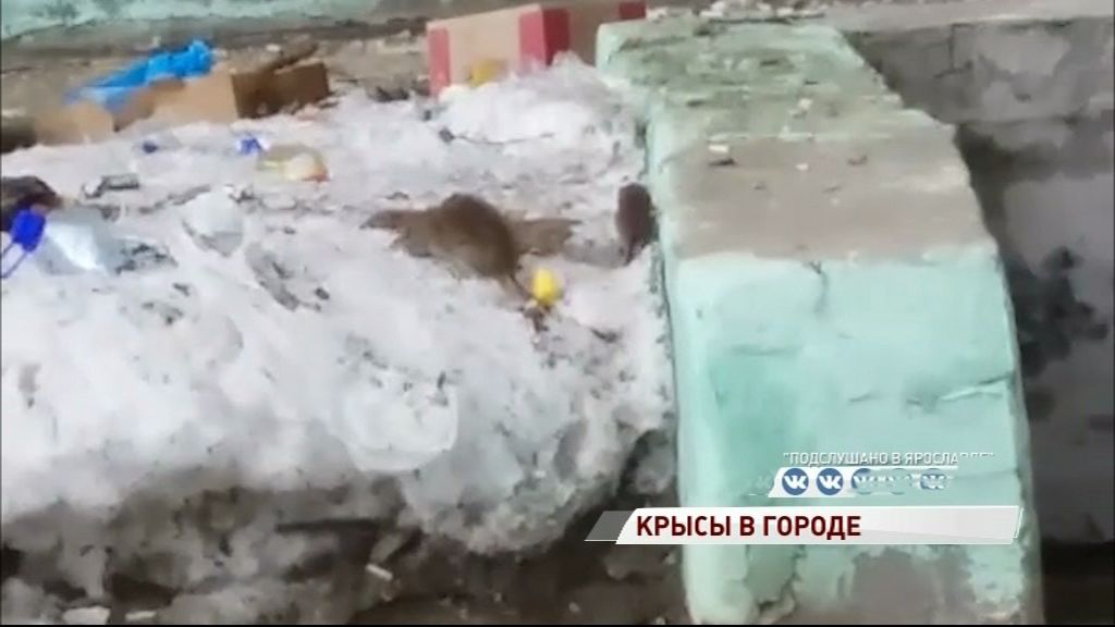 Дом на Республиканском проезде кишит крысами