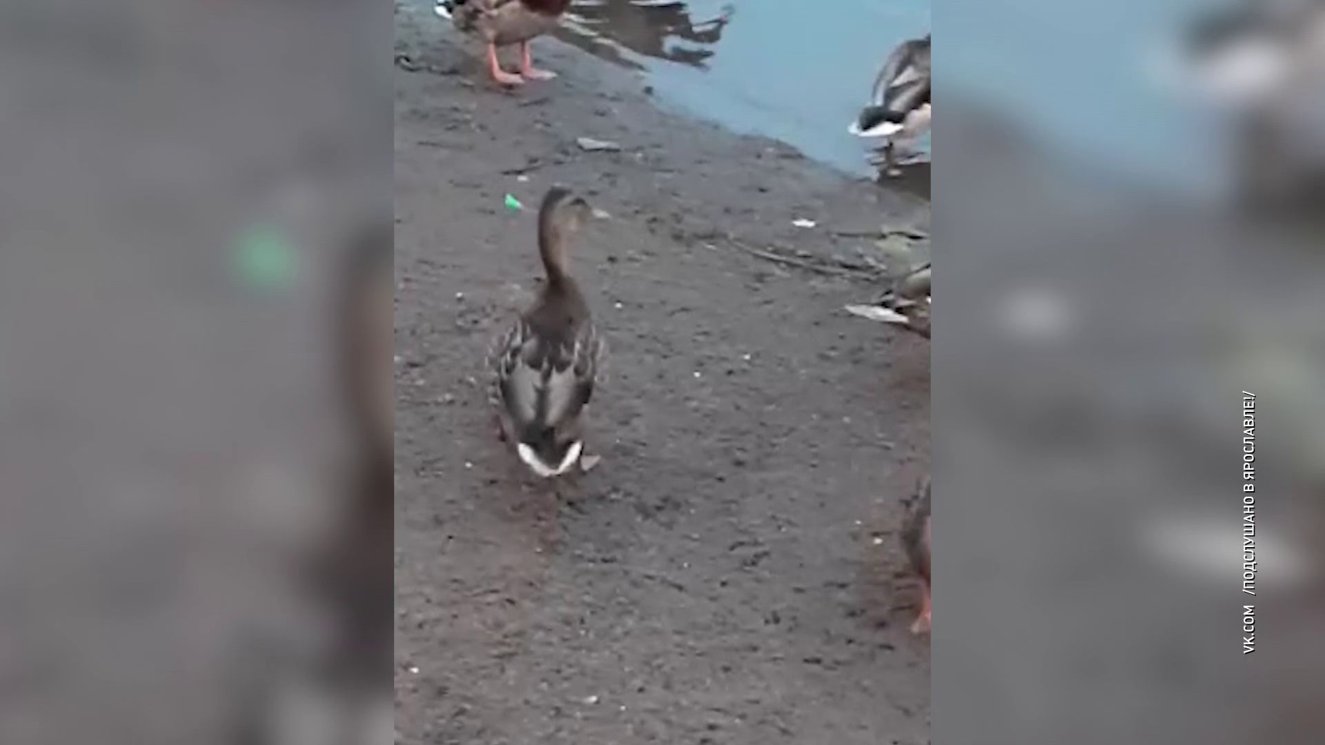 На Подзеленье ярославцы увидели утенка с иглой от шприца в голове