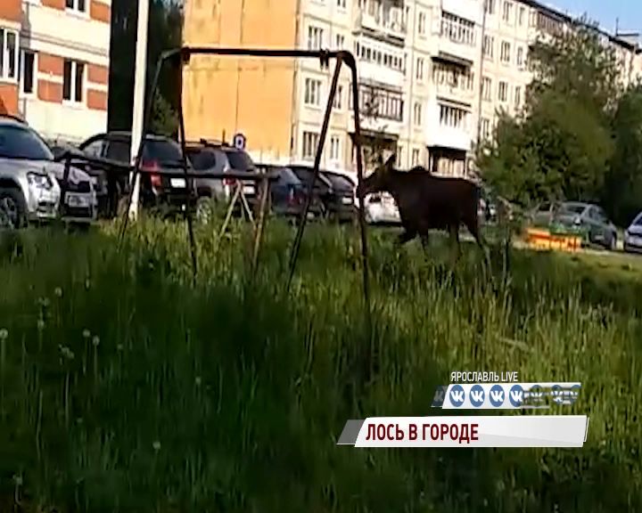 Видео: лось прогулялся по дворам в Брагине