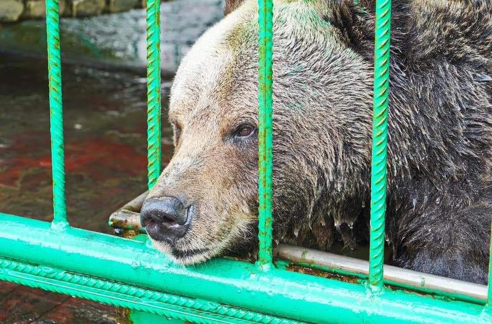 В Ярославле стартовала акция “Накорми медведицу Машу”