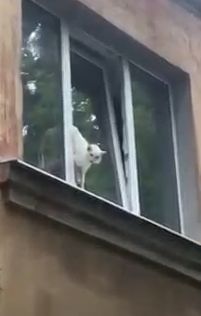 В Ярославле кота зажало в оконной раме