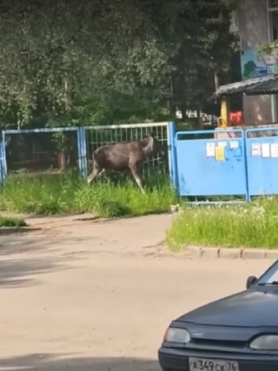 В Ярославле лось едва не сломал забор головой