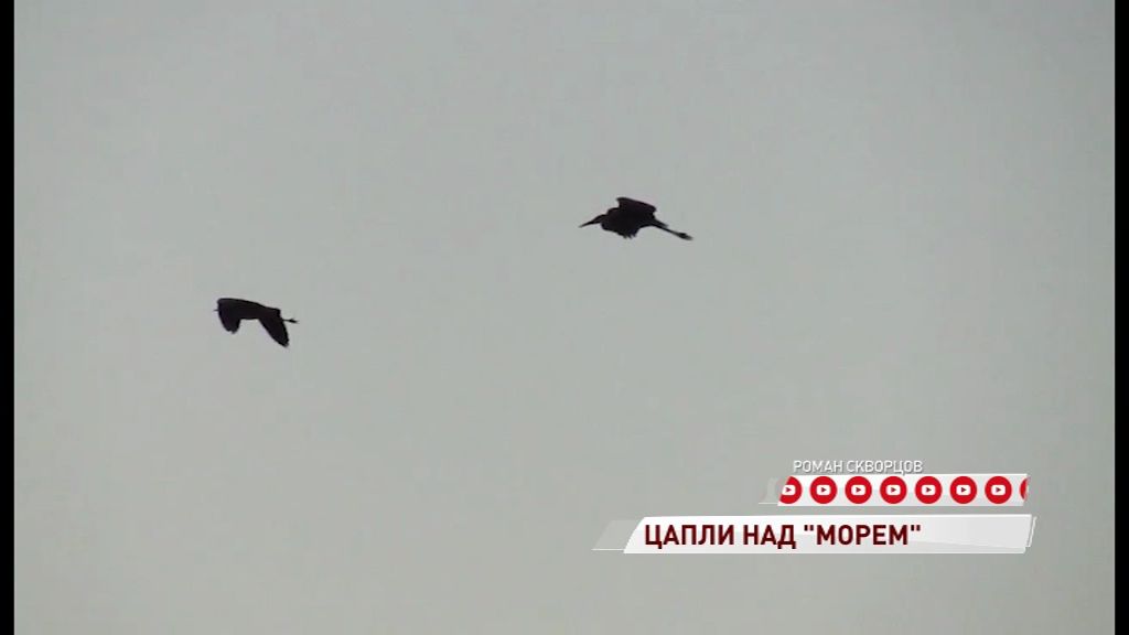 Над рыбинским морем кружили серые цапли