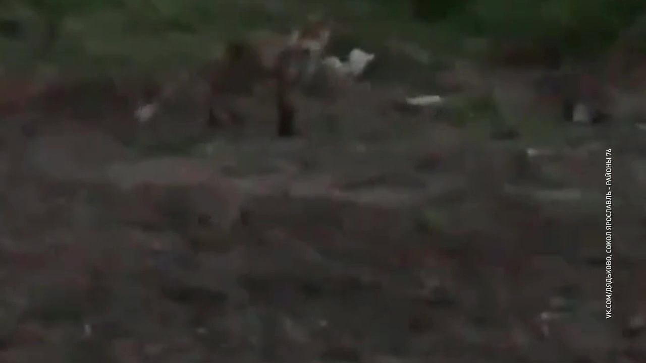 ВИДЕО: В Ярославле к людям вышла лиса с лисятами