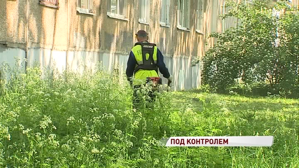 На борьбу с ядовитой заразой: в Ярославле выкашивают борщевик