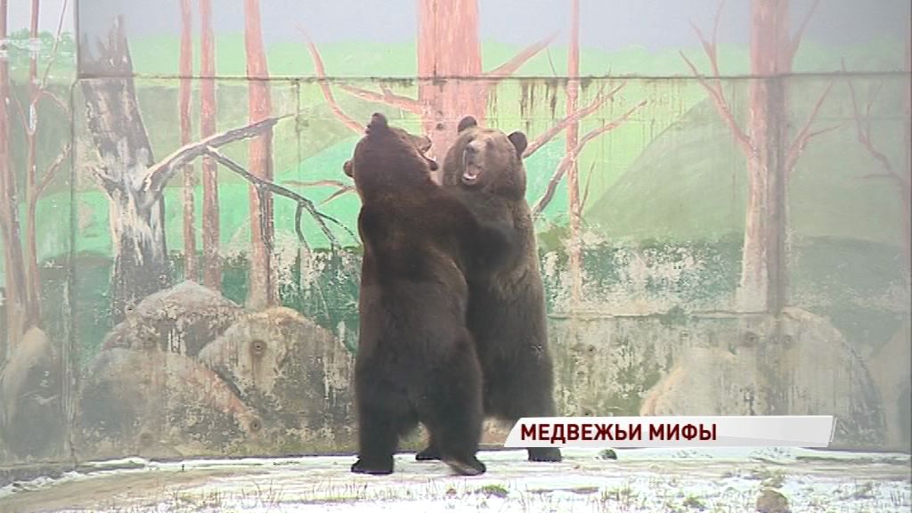Медведи готовятся к зиме: развеиваем самые популярные мифы о спячке