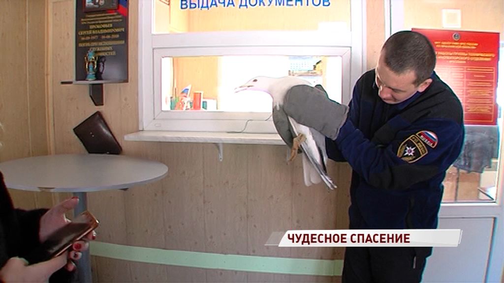Сотрудники ГИМС вызволили из ледяного плена редкую серебристую чайку