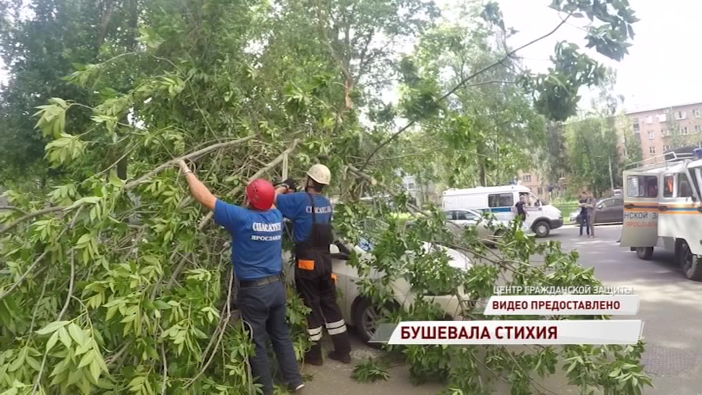 В центре Ярославля ветер повалил дерево на припаркованную машину