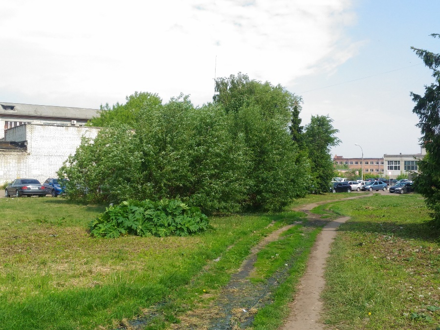 В Рыбинске начали борьбу с борщевиком