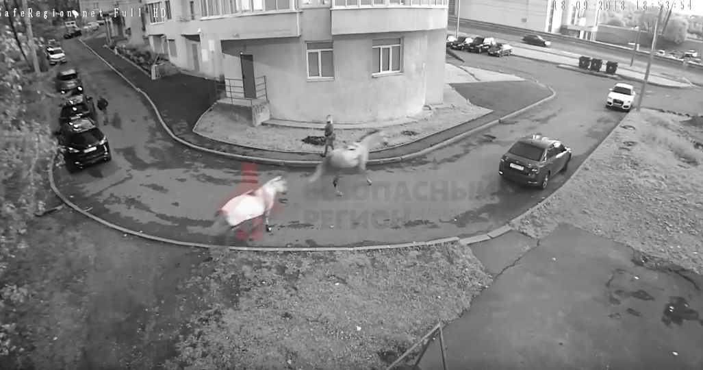 ВИДЕО: Вырвались на свободу: по Московскому проспекту скакали кони без всадников