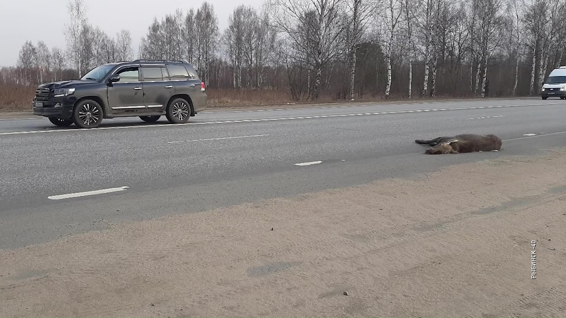 В Рыбинске внедорожник сбил лося