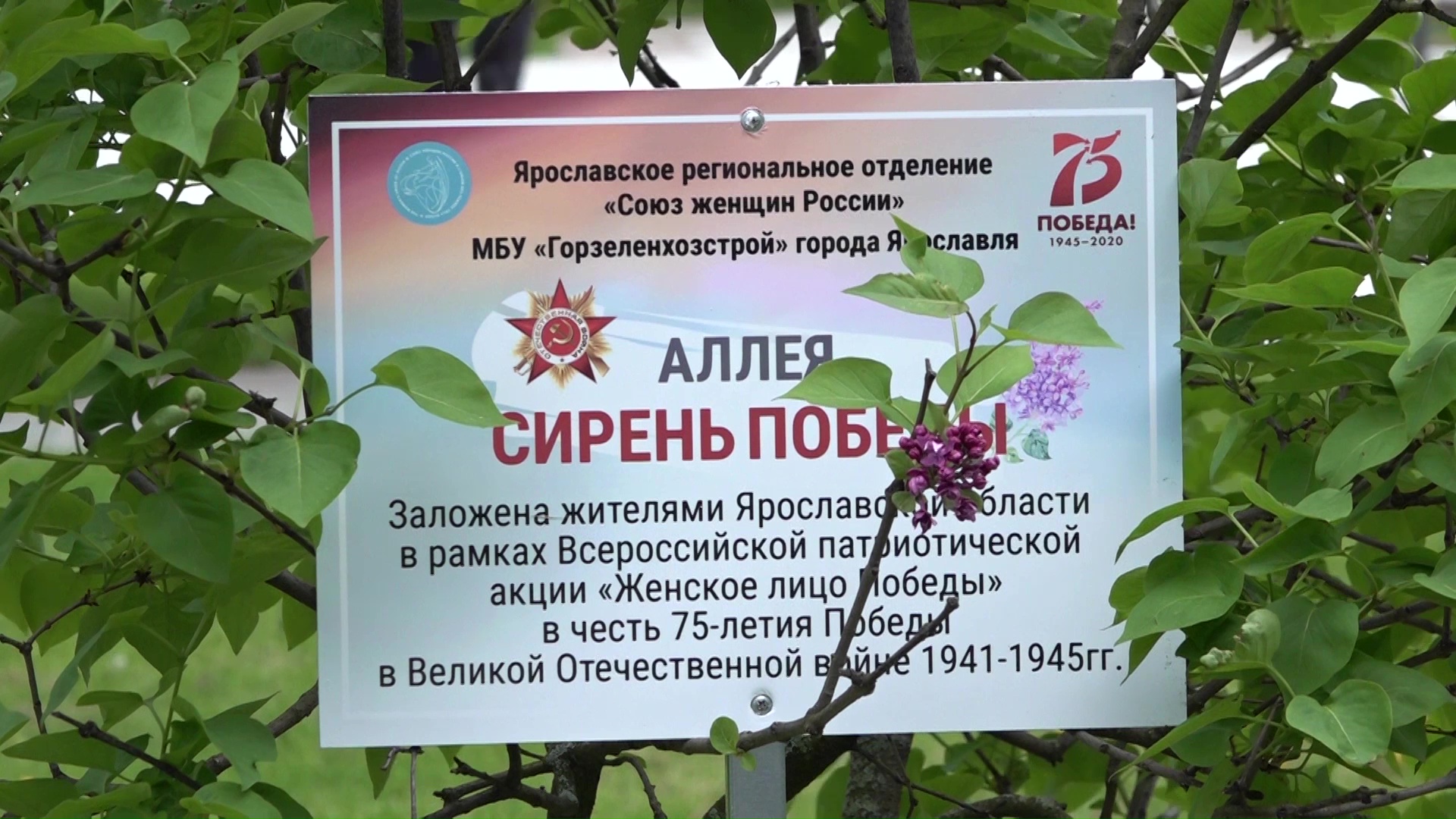 В Ярославле заложили аллею в честь женщин – участниц Великой Отечественной войны