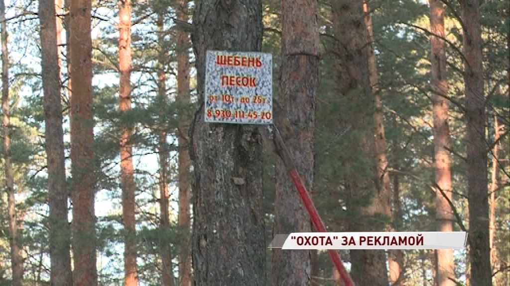 В области продолжается «охота» за любителями повреждать деревья рекламой