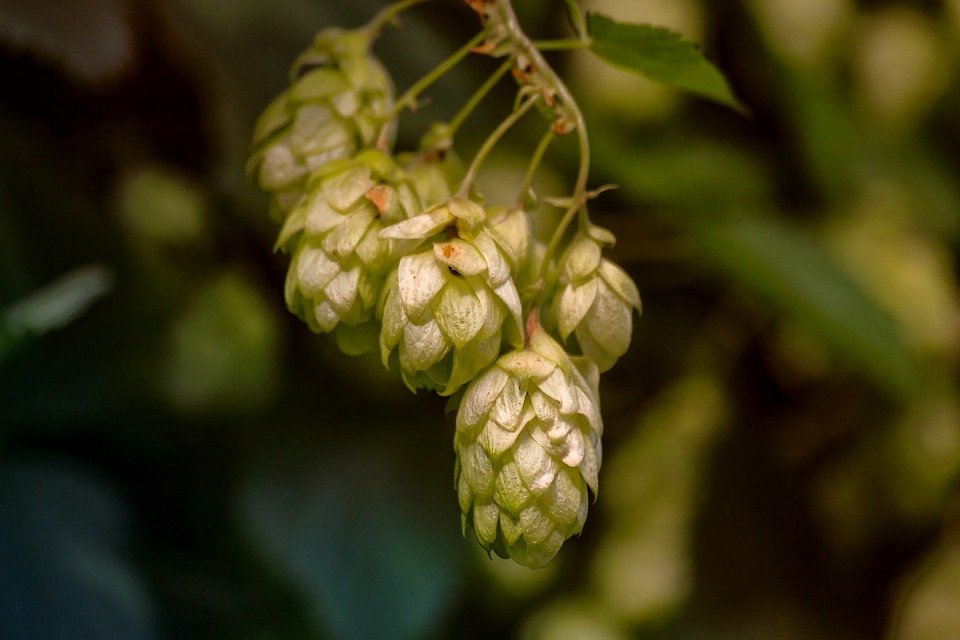 В Ярославской области проходит региональный этап Всероссийского конкурса «Лучший пивовар»