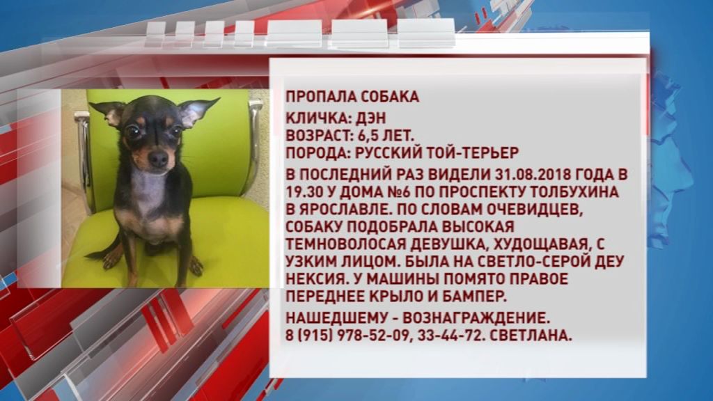 В Ярославле ищут той-терьера: собаку могла подобрать девушка на помятой «Нексии»