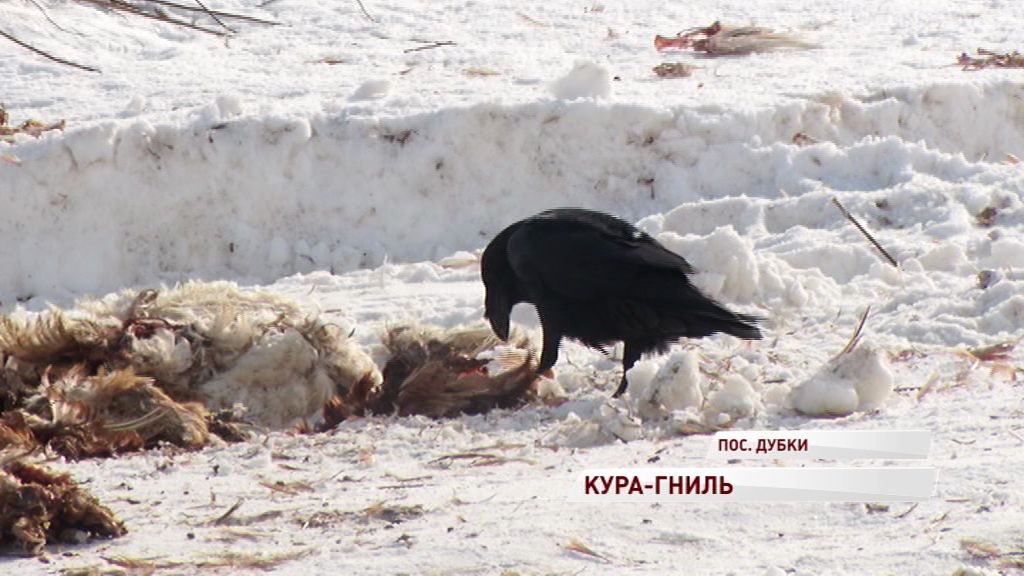 Кура-гниль: под Ярославлем нашли склад мертвых птиц