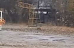 В Ярославле лисица бегала по школьной территории