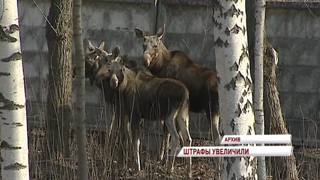 За незаконную охоту на лося браконьеры могут отправиться в колонию на пять лет