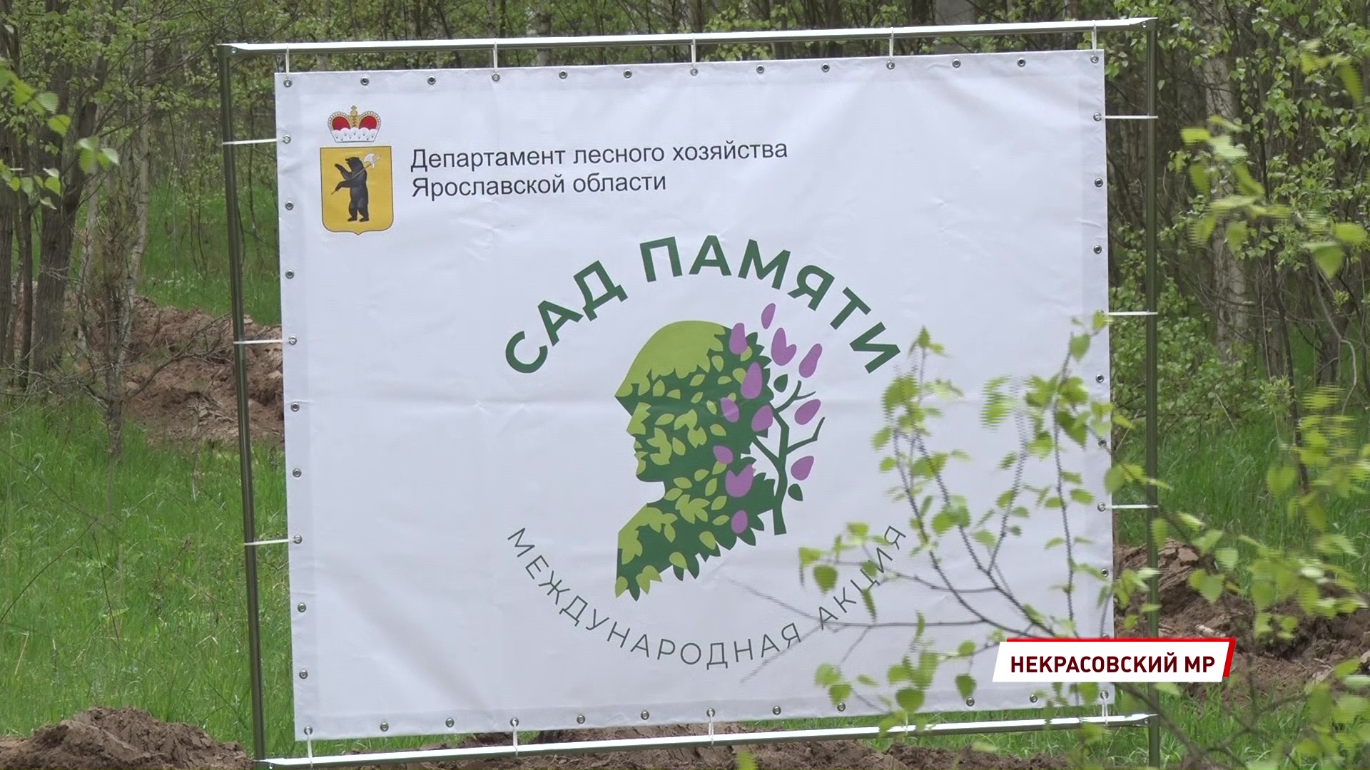 В Ярославской области высадили сто тысяч деревьев в память о погибших на войне