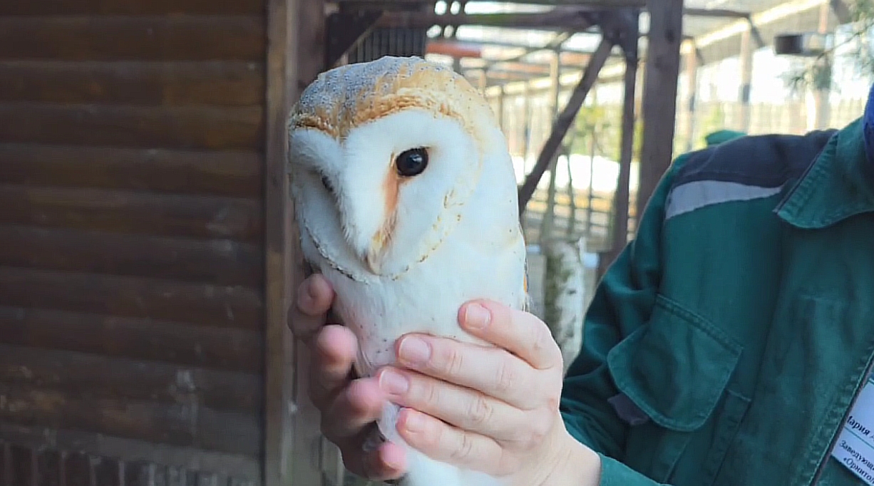 В Ярославском зоопарке сипухи переехали в новый вольер