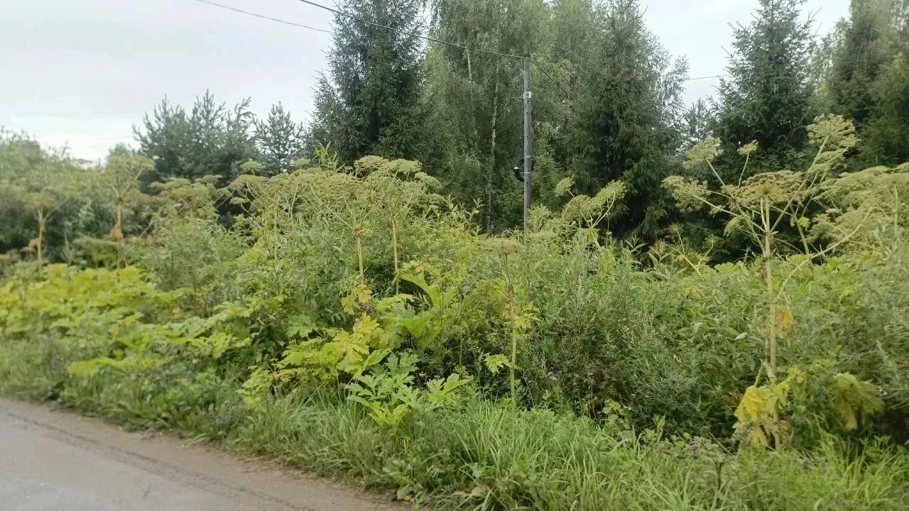 В Ярославской области вынесли более 400 постановлений за недостаточные меры по борьбе с борщевиком 