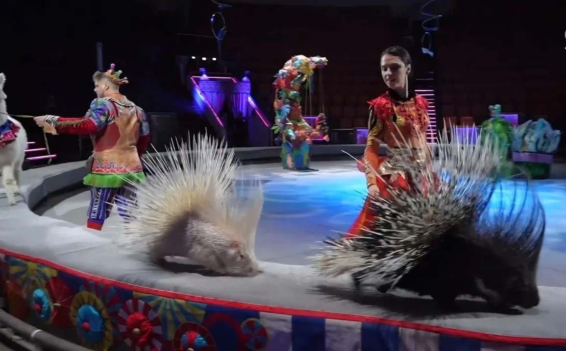 Цирковая династия Филатовых-Клыковых приехала в Ярославль с премьерой