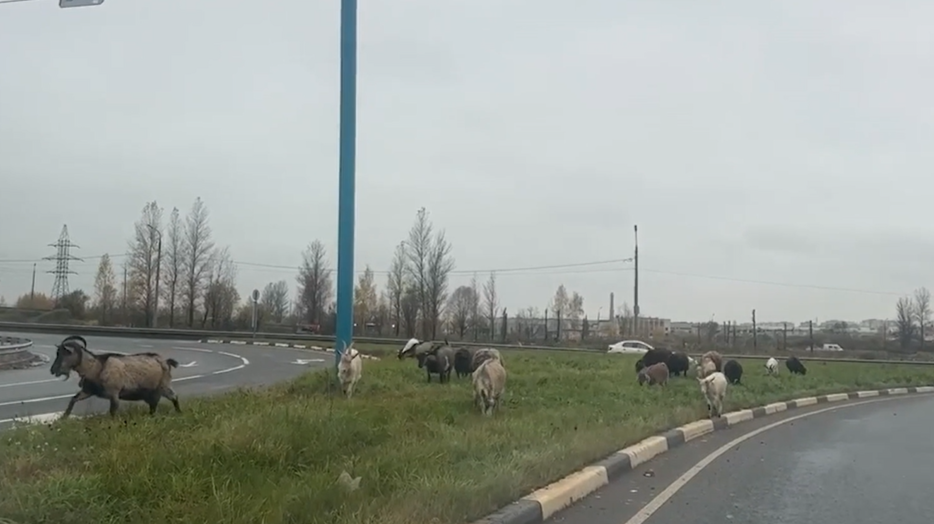 В Ярославле заметили овец, пасущихся на островке безопасности у Суринского путепровода