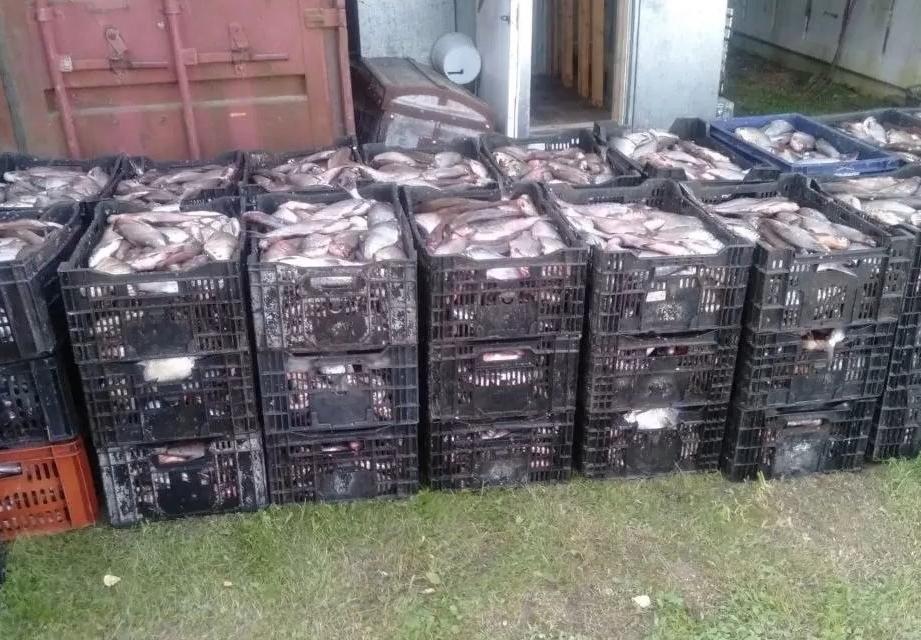 У брейтовского предпринимателя изъяли почти 40 тысяч особей рыбы без маркировки
